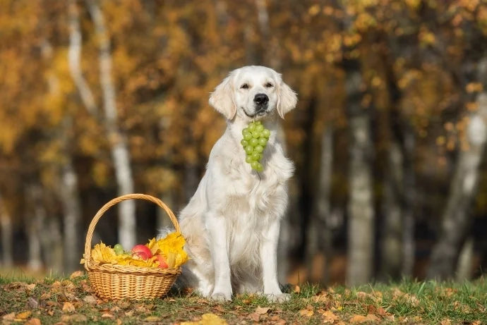 ¿Puede mi perro comer Uvas?