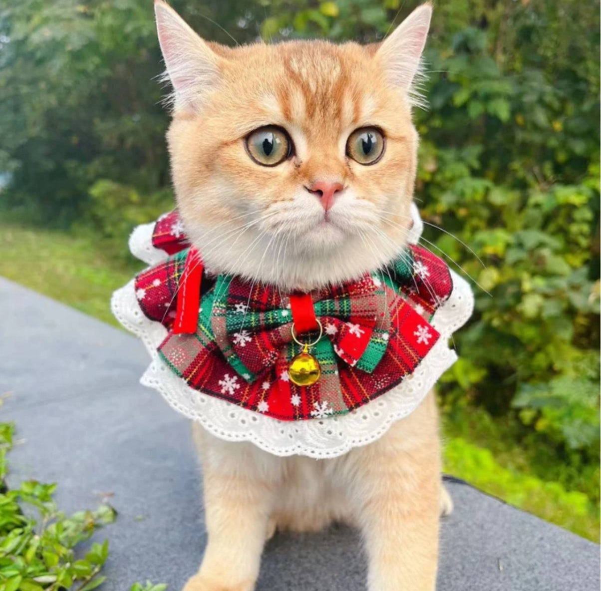 Christmas collar