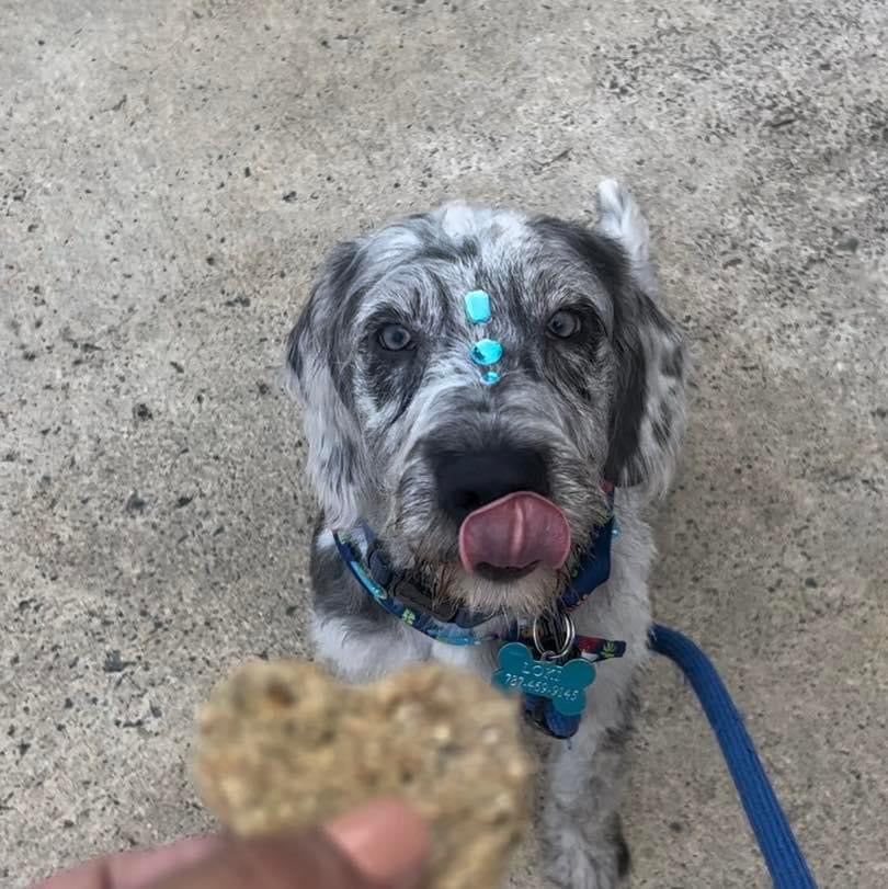 Galletas (treats)