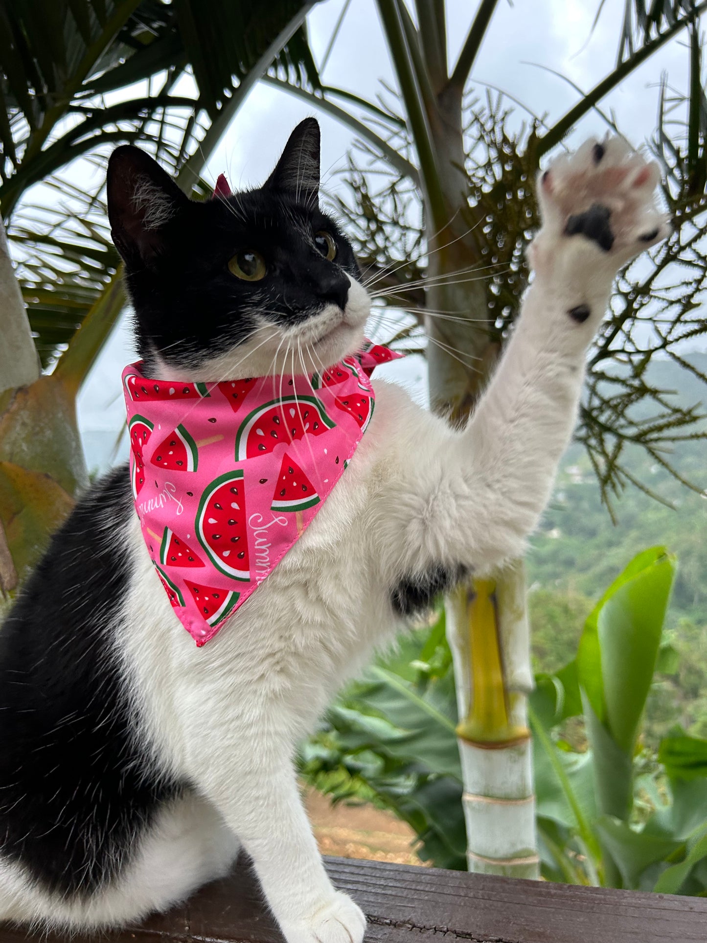 Melon summer Bandana