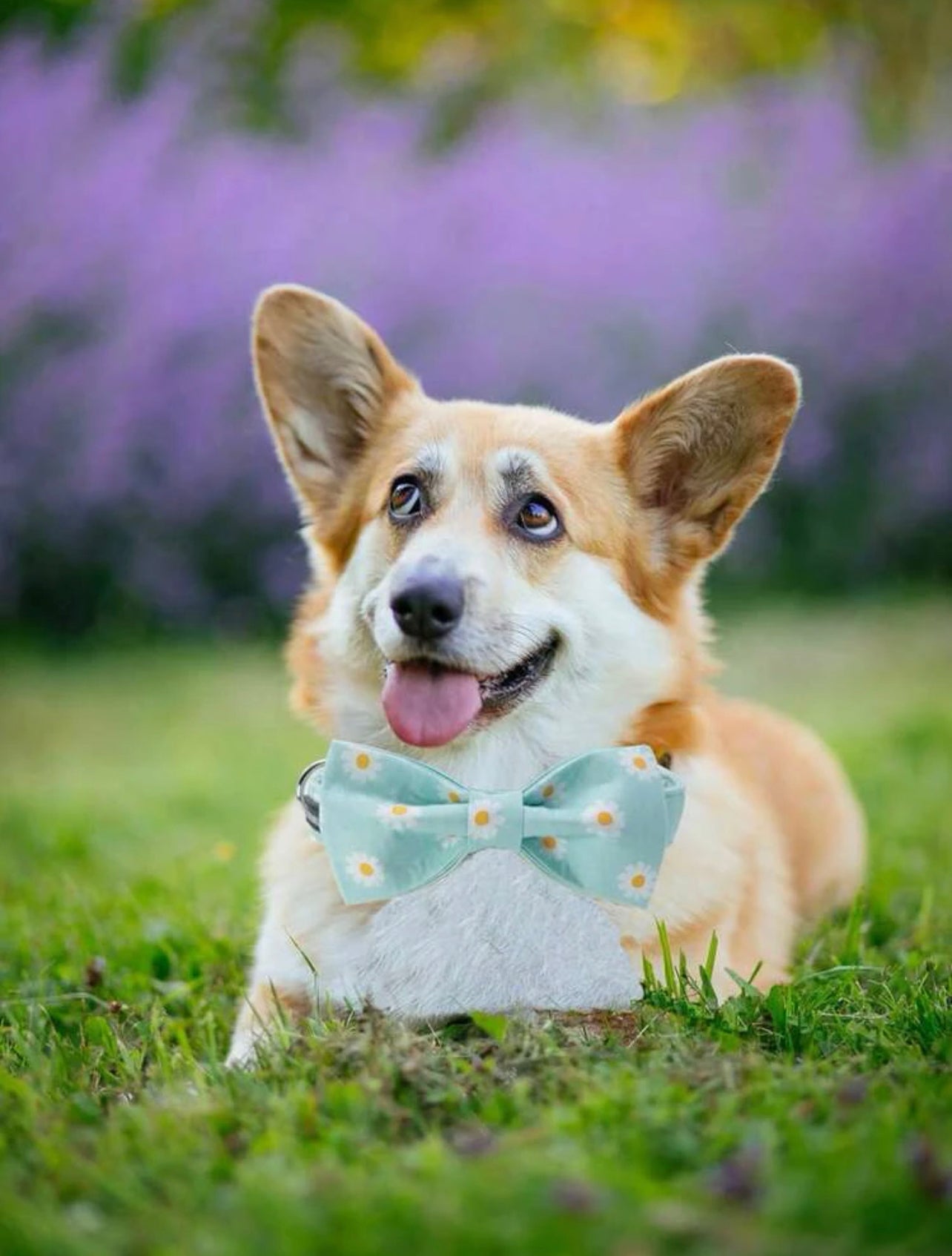 Sunflower collar