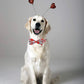 Red hearts collar