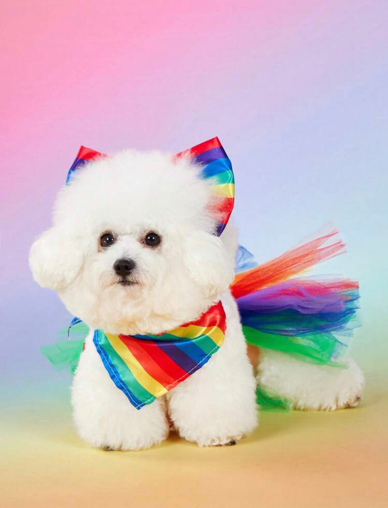 Pride dog clothes