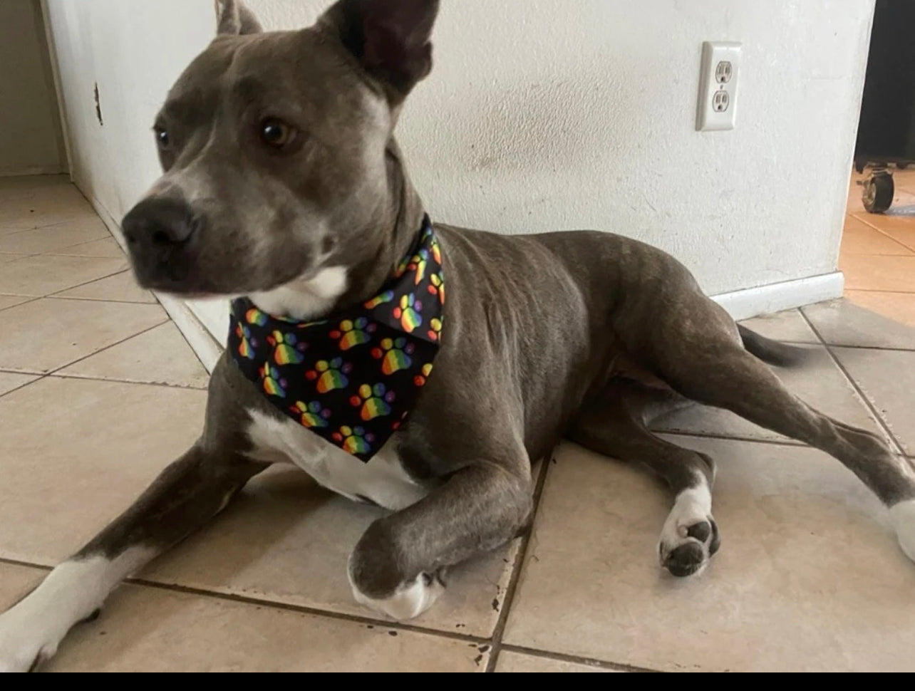 Bandana de Pride paws