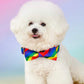 Rainbow collar