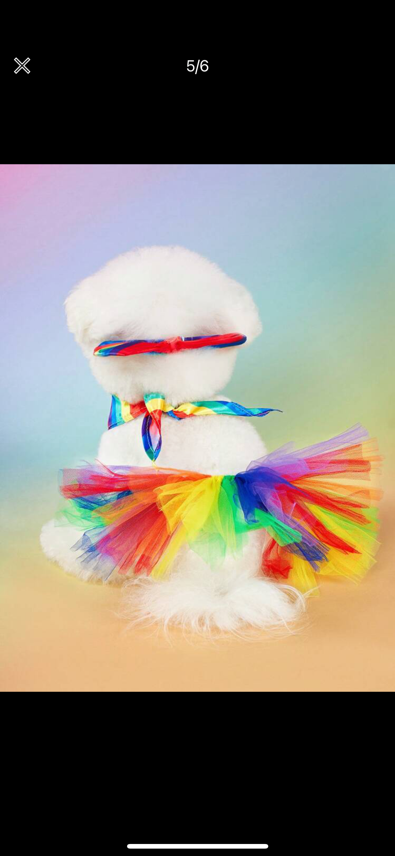 Pride dog clothes