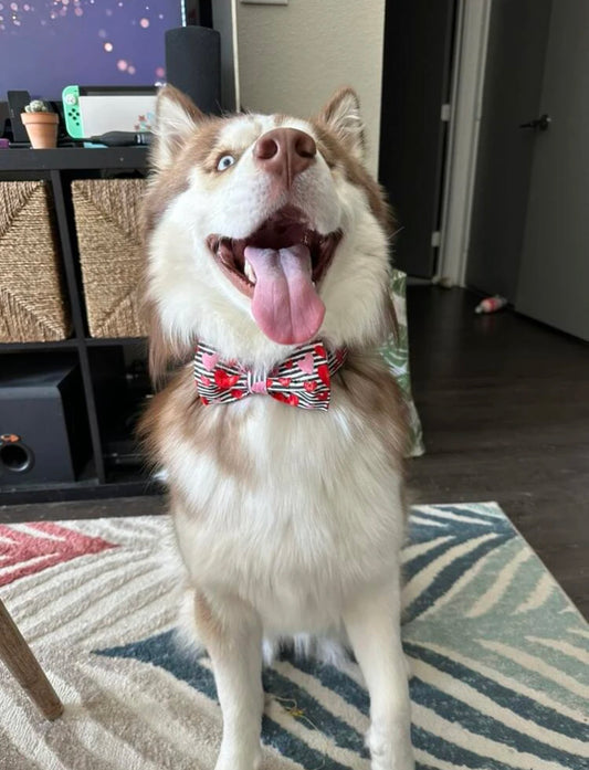 Red hearts collar