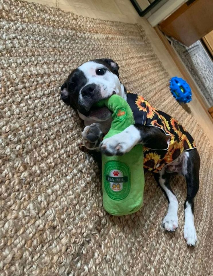 Cerveza de juguete