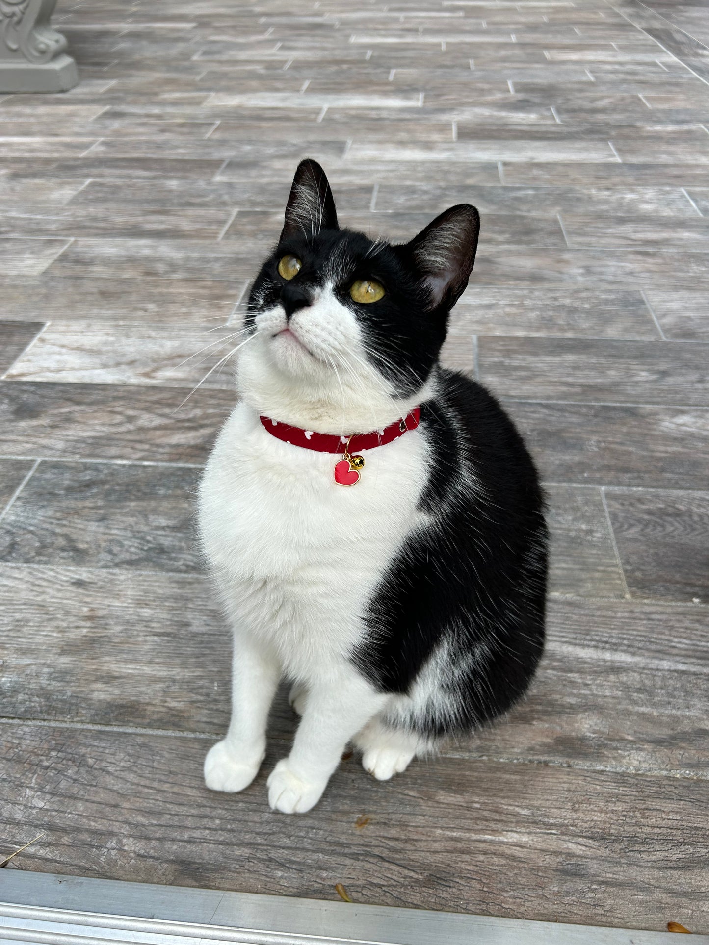 Valentine’s cat collar