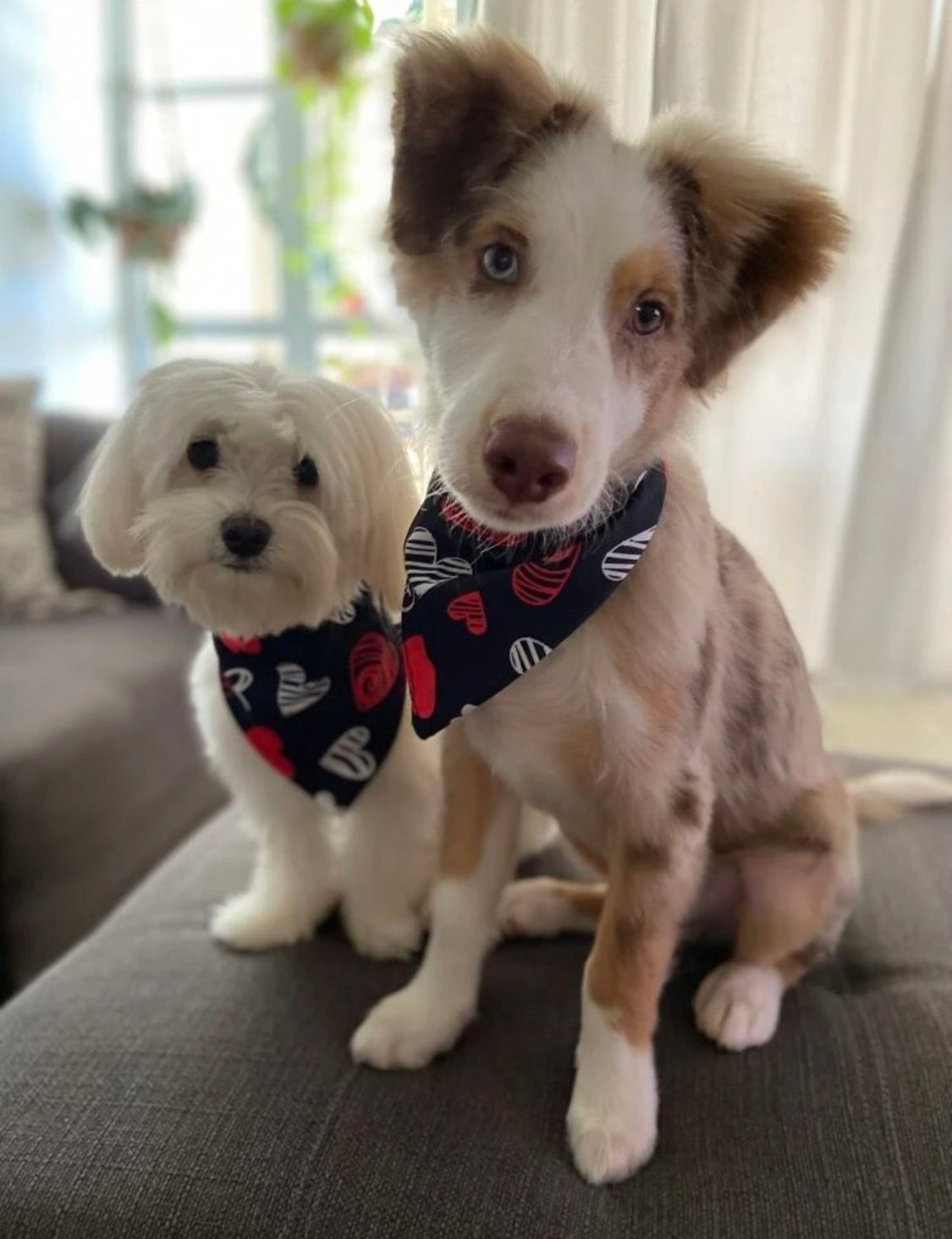 Random Pet Bandana