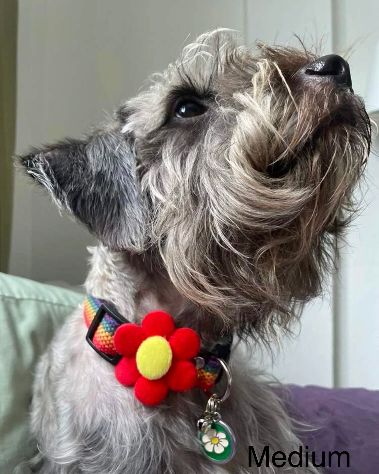 Rainbow soft collar