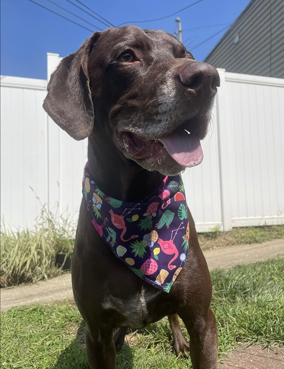 Random Pet Bandana