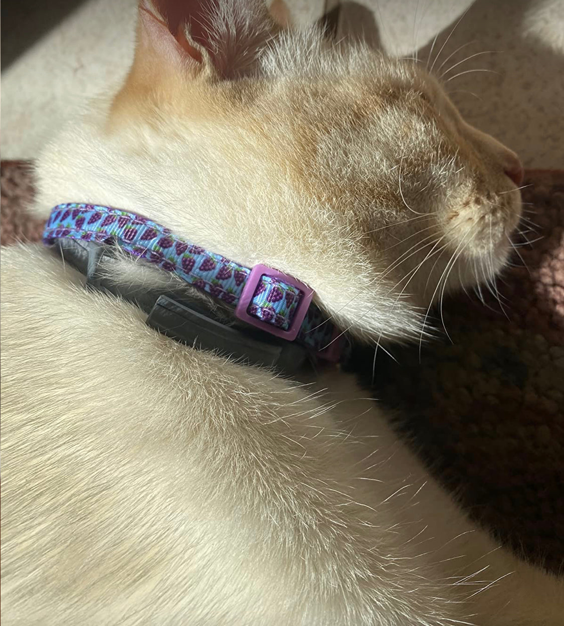 Collar de frutas para gatos