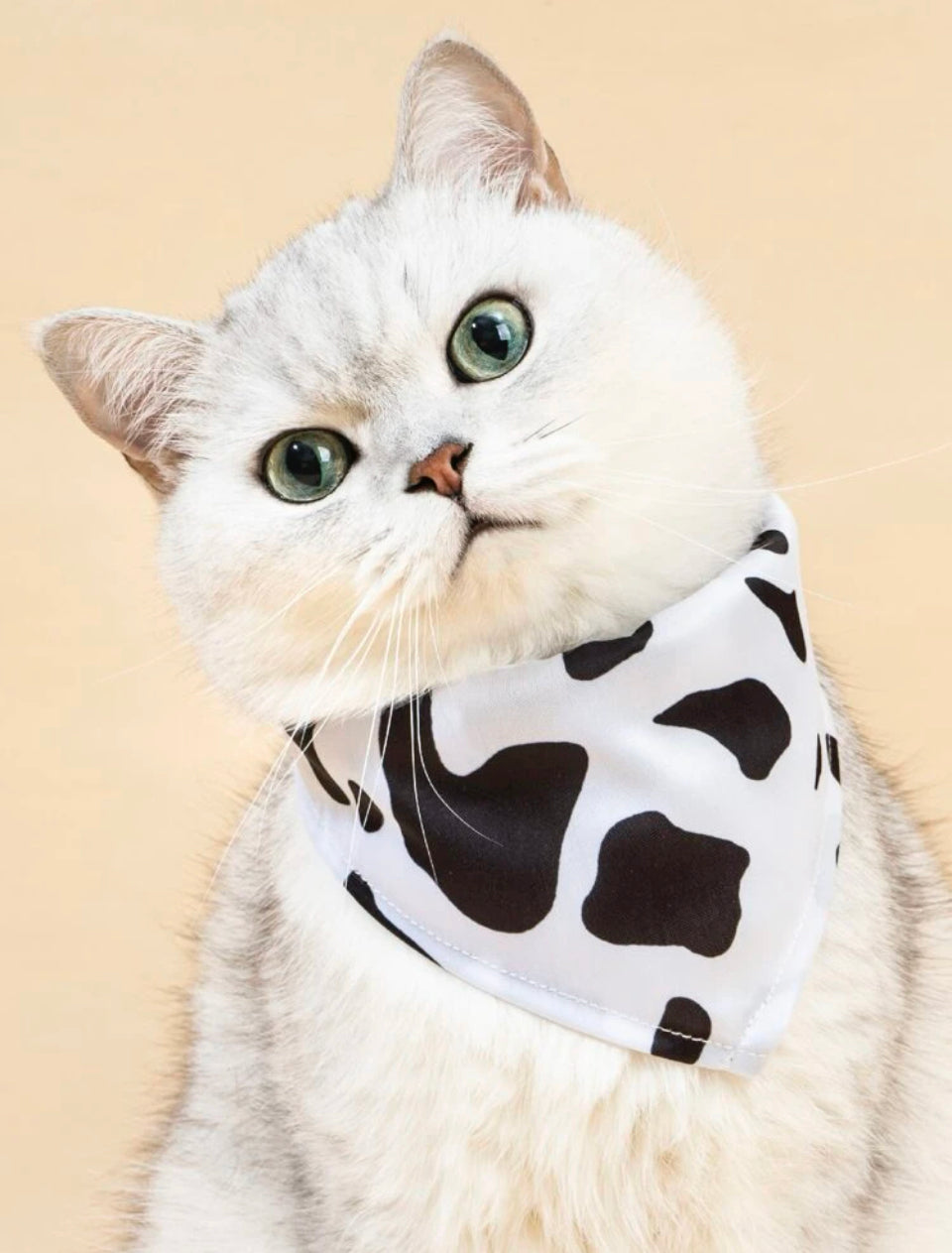 Cow bandana