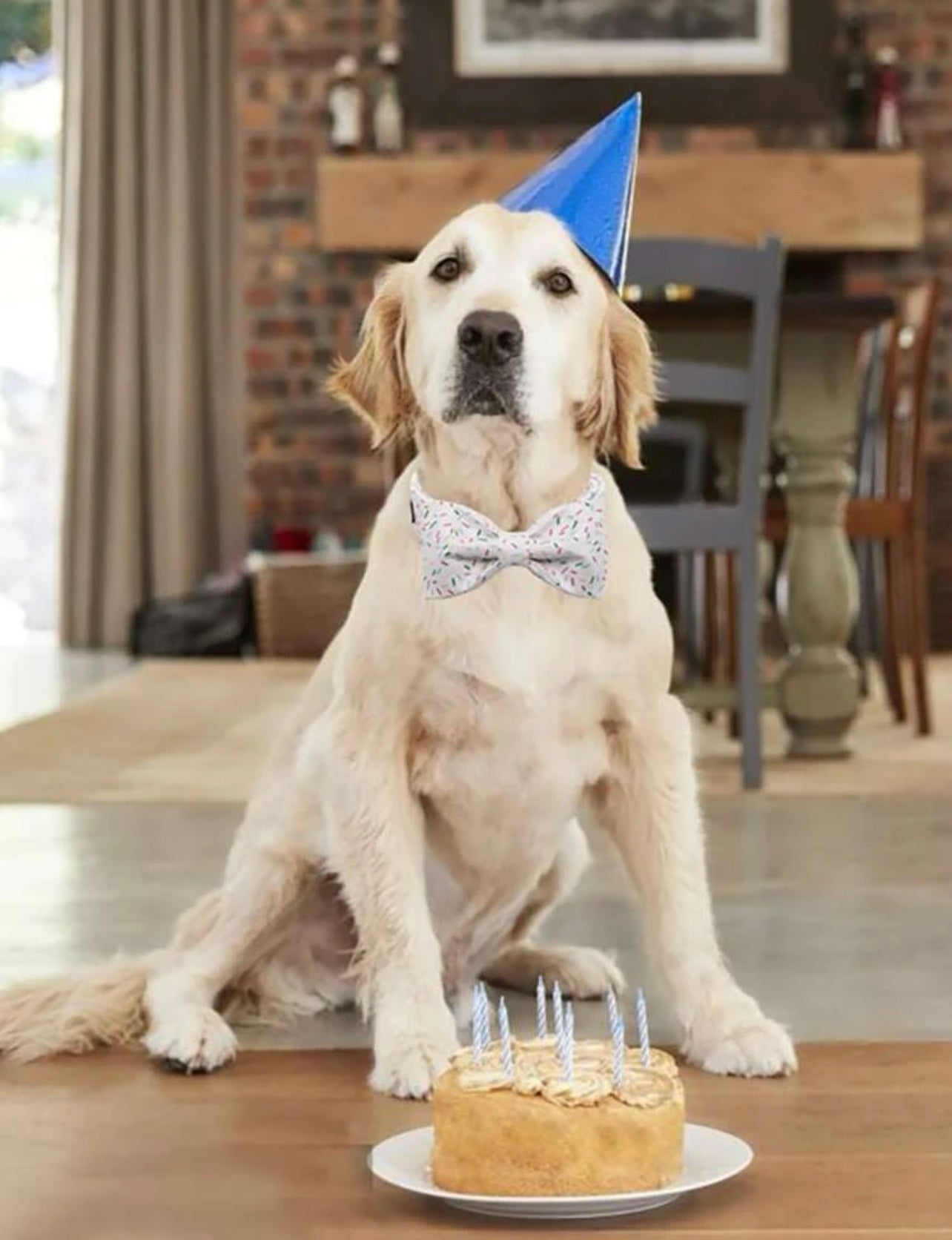 Birthday sprinkles collar