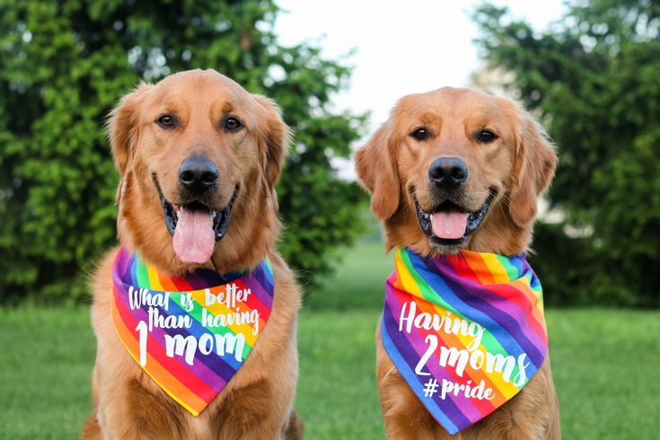 Bandana de Arco Iris