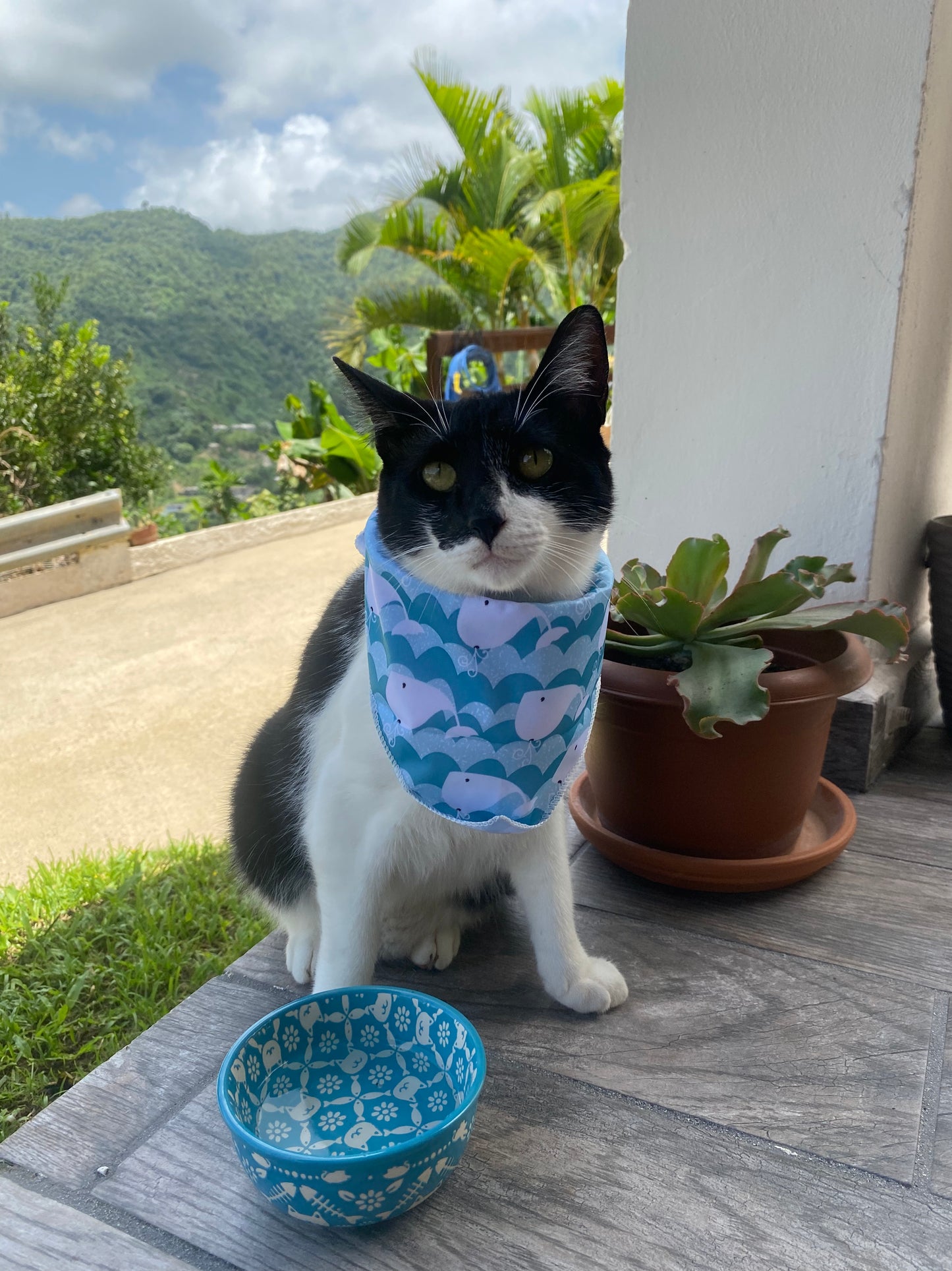 Cartoon Whales Bandana