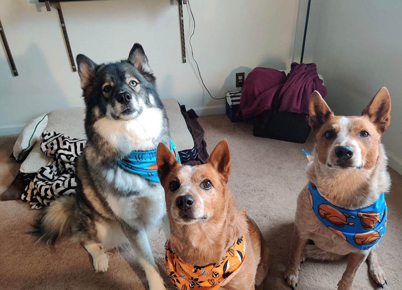 Turkey day bandana