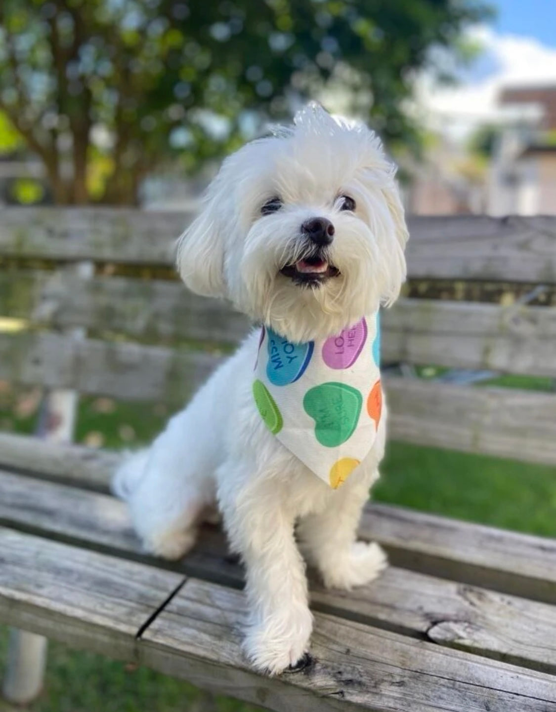 Random Pet Bandana