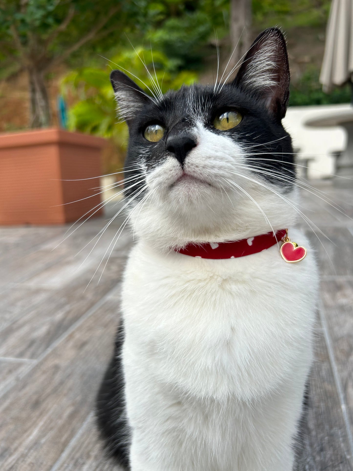 Valentine’s cat collar