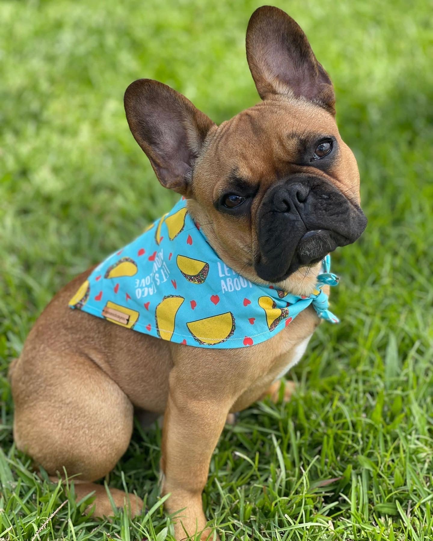 Taco Bandana