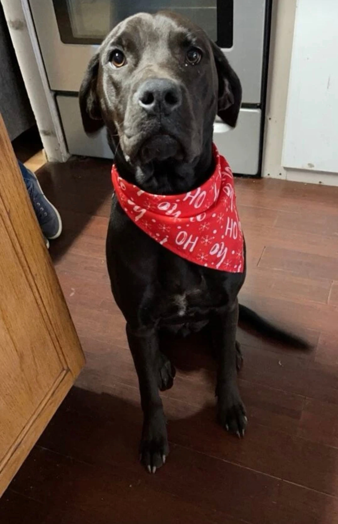 HoHo Bandana