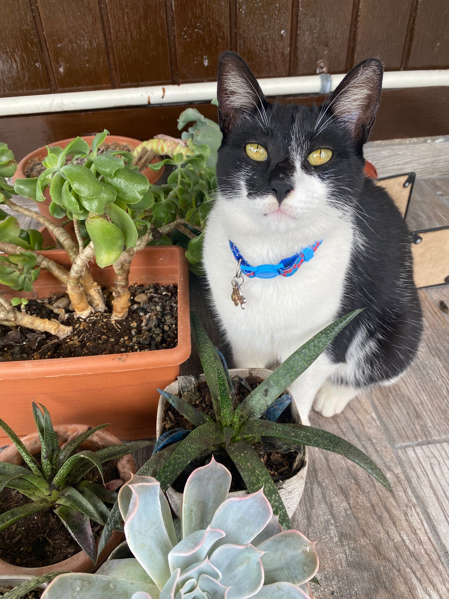 Collar de frutas para gatos