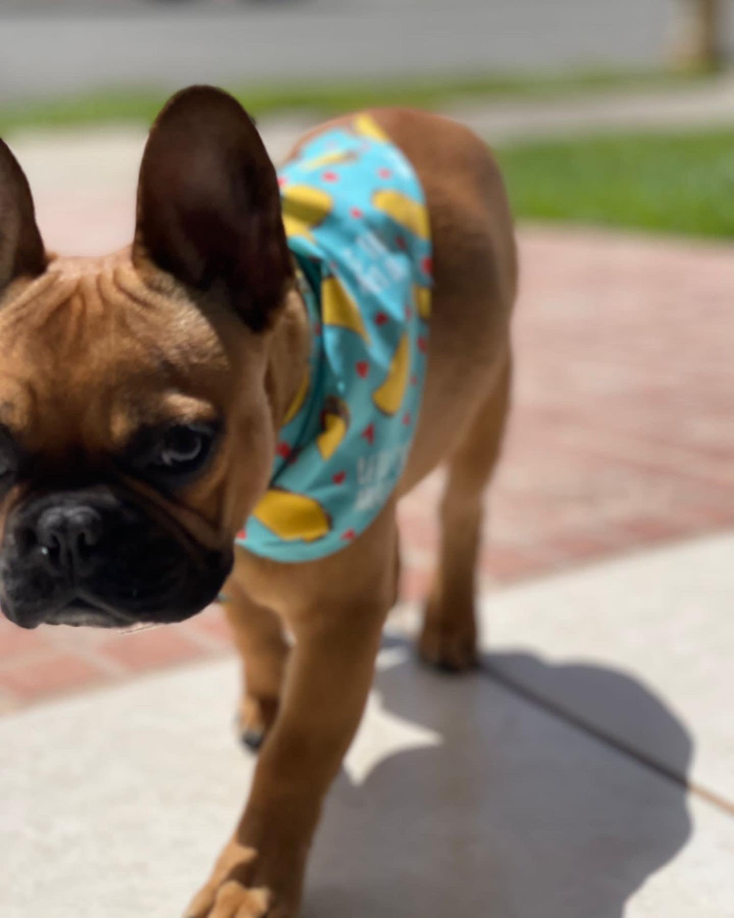 Taco Bandana