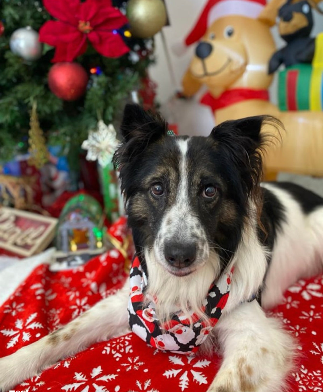 Santa Bandana