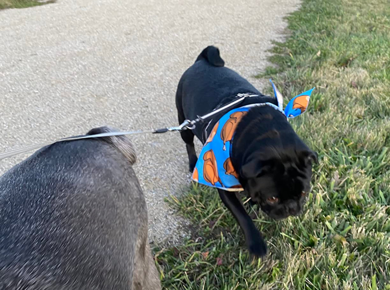 Turkey day bandana