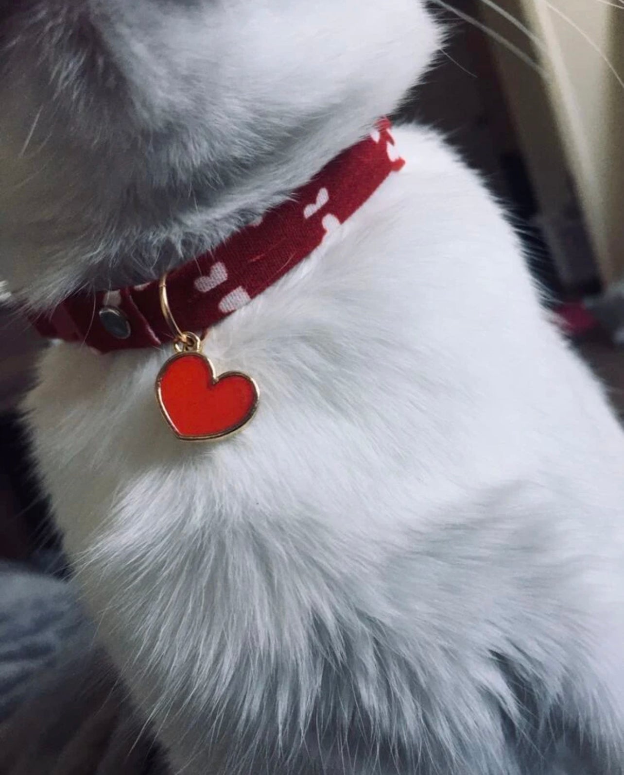 Valentine’s cat collar