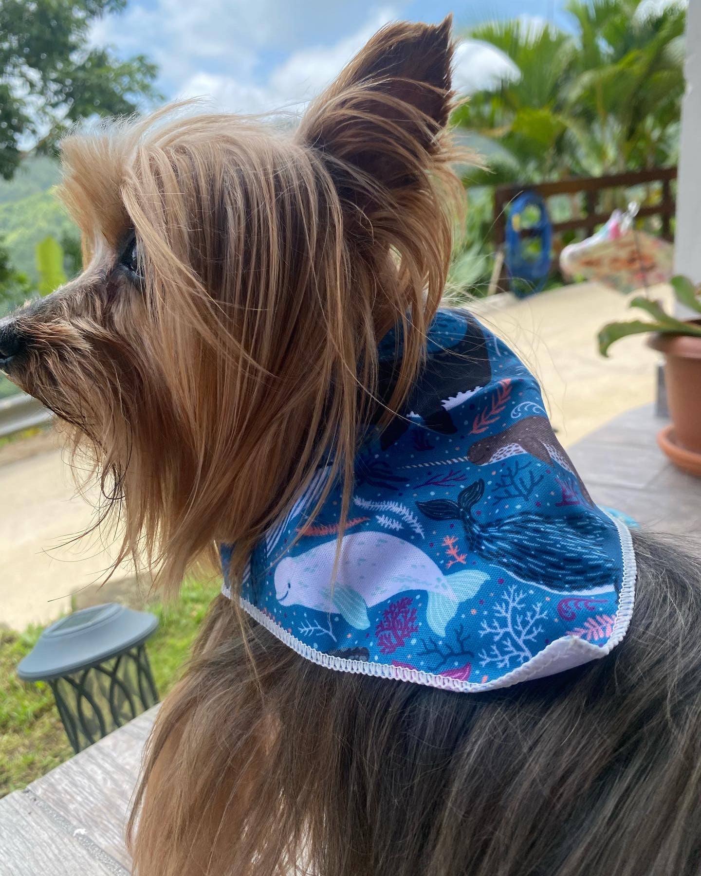 Whales Bandana