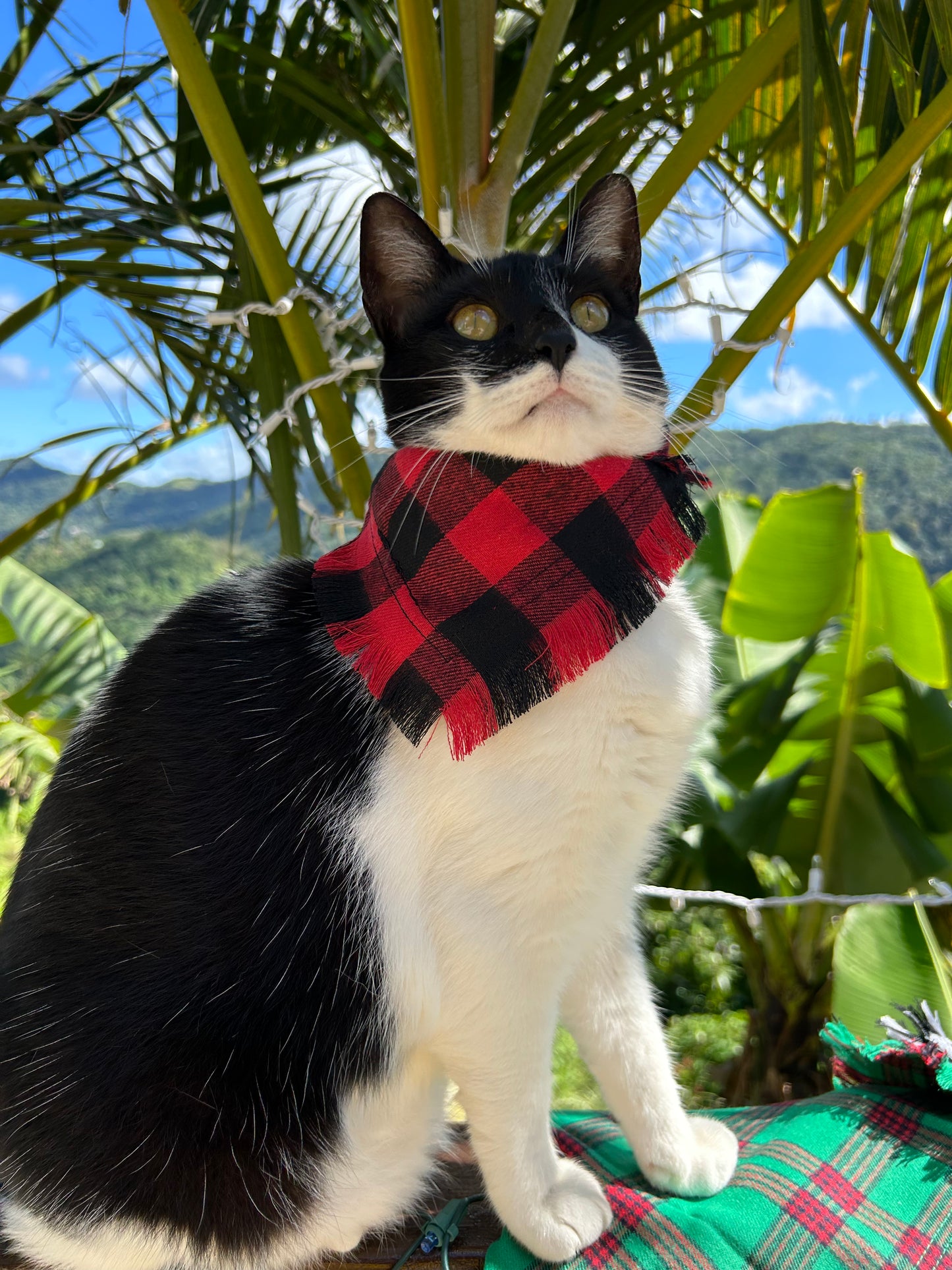 Red winter bandana