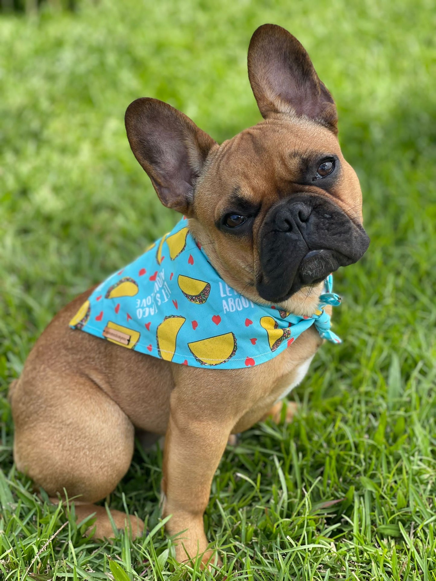 Random Pet Bandana