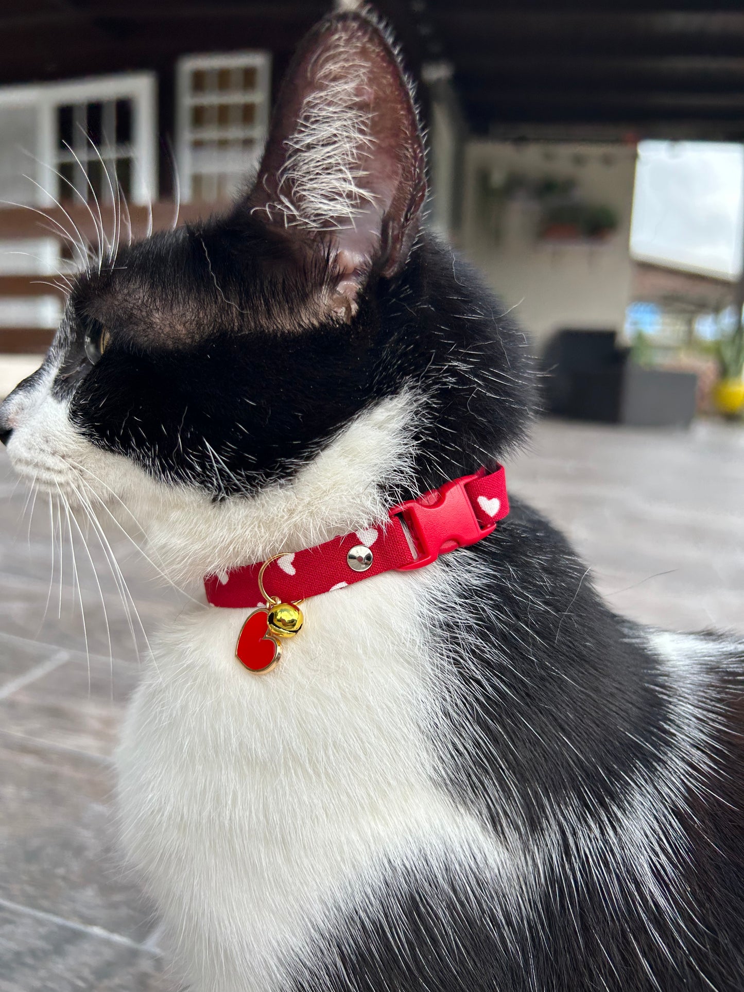 Valentine’s cat collar