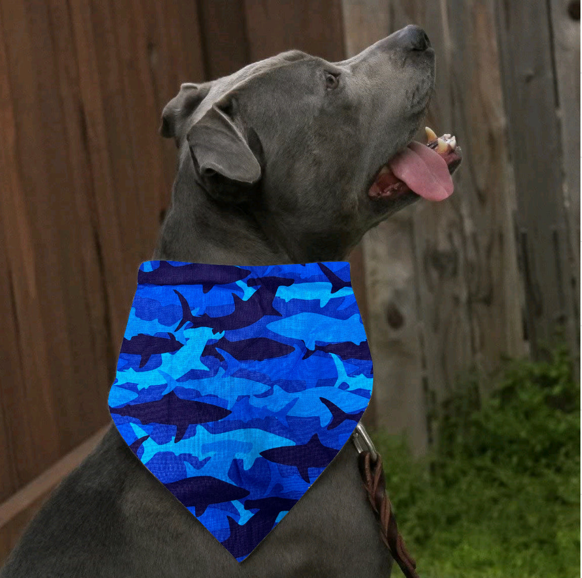 Blue shark bandana