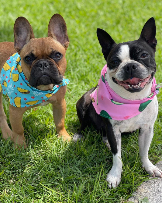 Taco Bandana