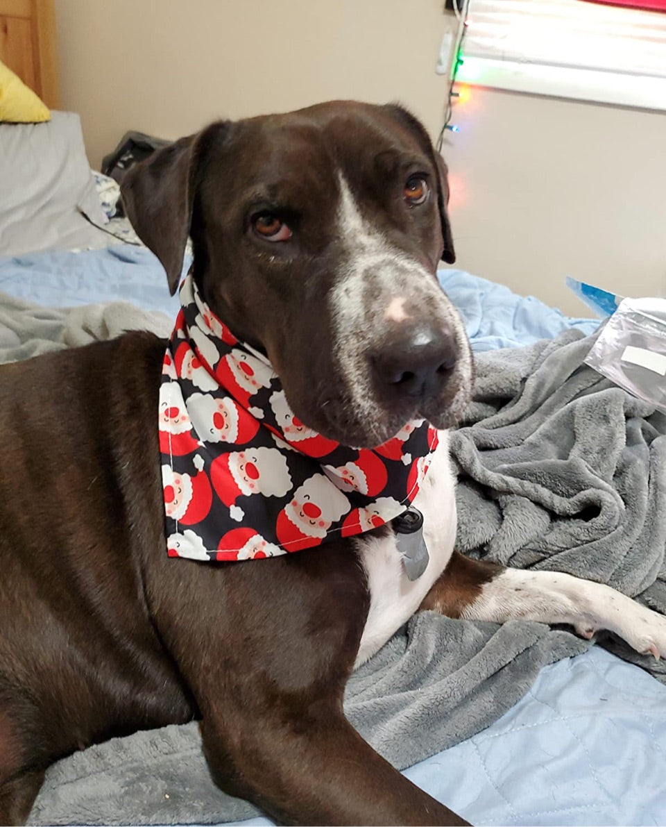 Santa Bandana