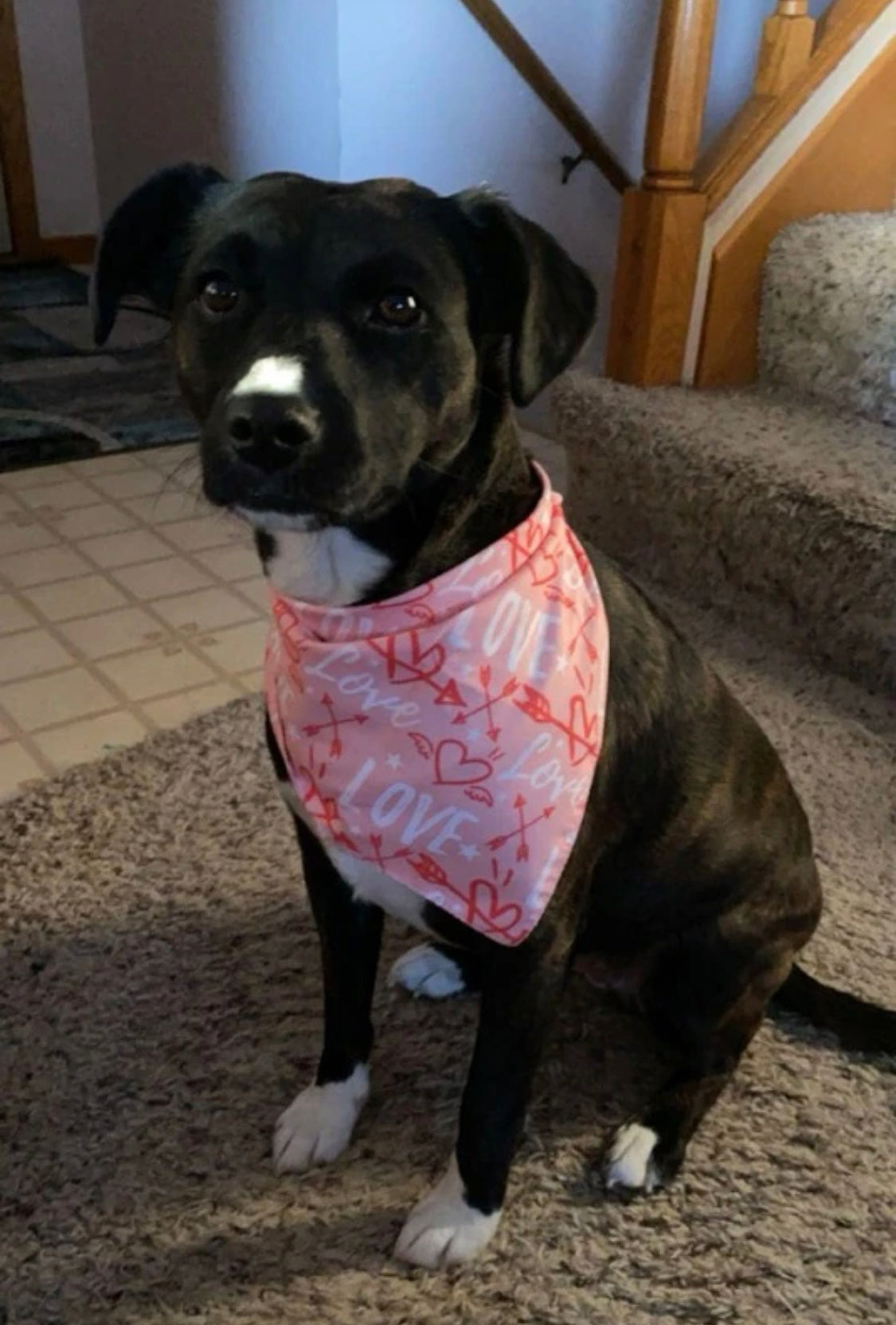 Random Pet Bandana