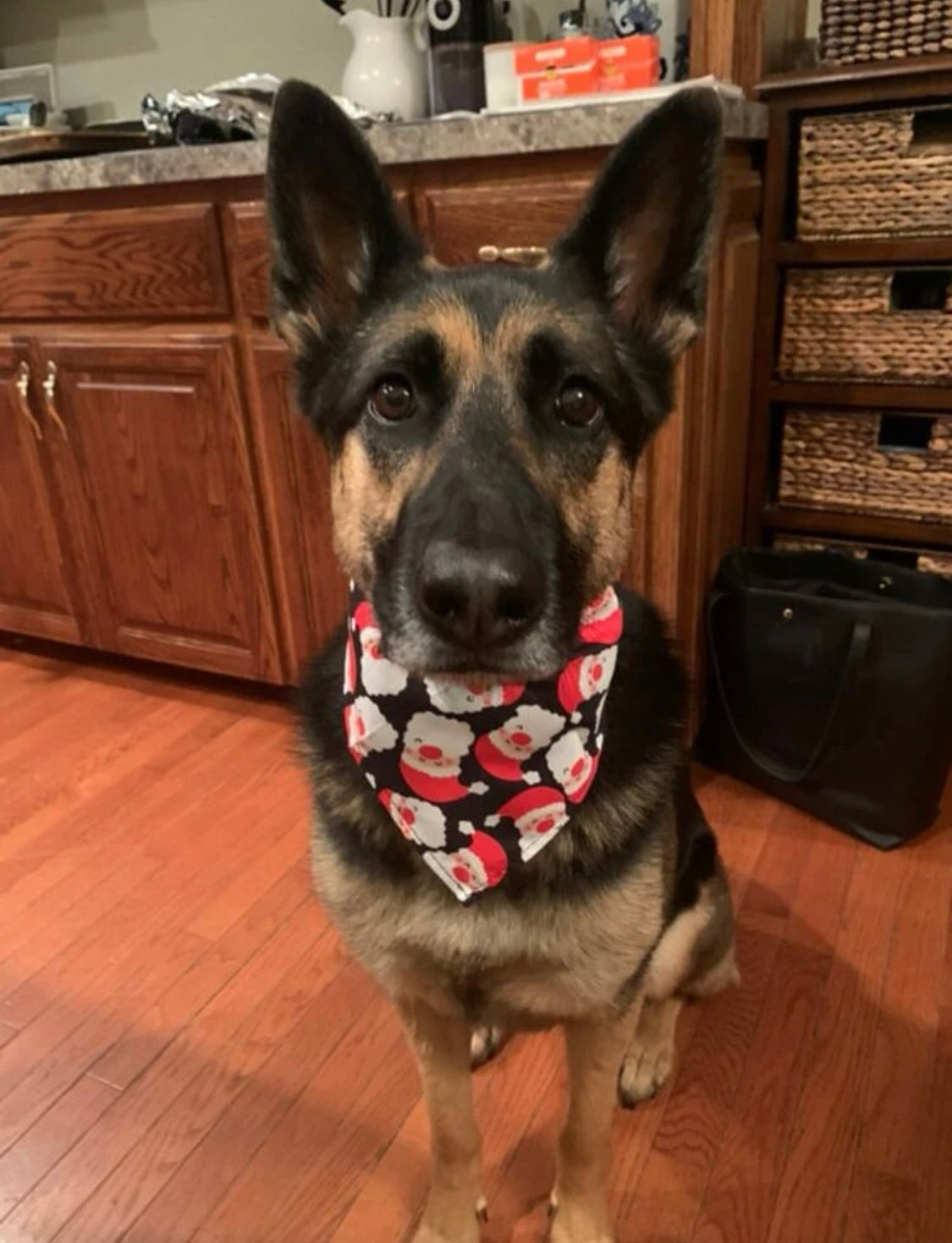 Santa Bandana